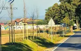 Drzewa na ul. Gdyńskiej w Mostach 4