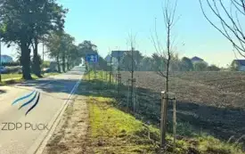 Drzewa na ul. Gdyńskiej w Mostach 2