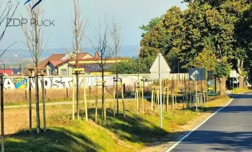 Nowe nasadzenia drzew na ul. Gdyńskiej w Mostach